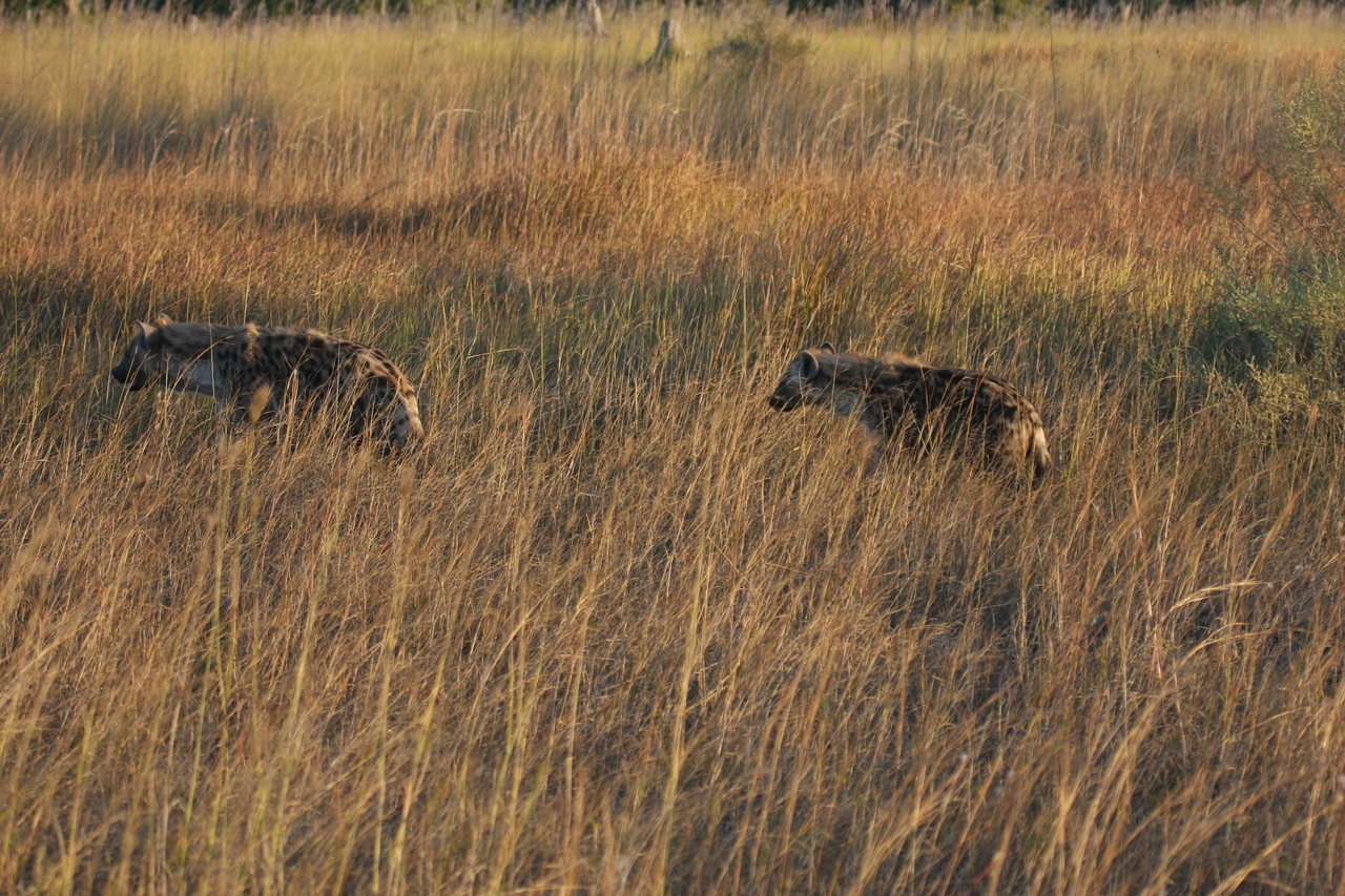 [21648] 2016_06_29_11_34_58_Africa_Canon_EOS_40D_IMG__03485.jpg