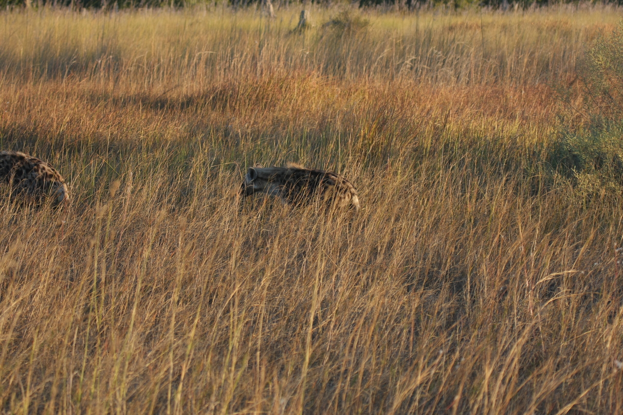 [21654] 2016_06_29_11_34_59_Africa_Canon_EOS_40D_IMG__00246.jpg