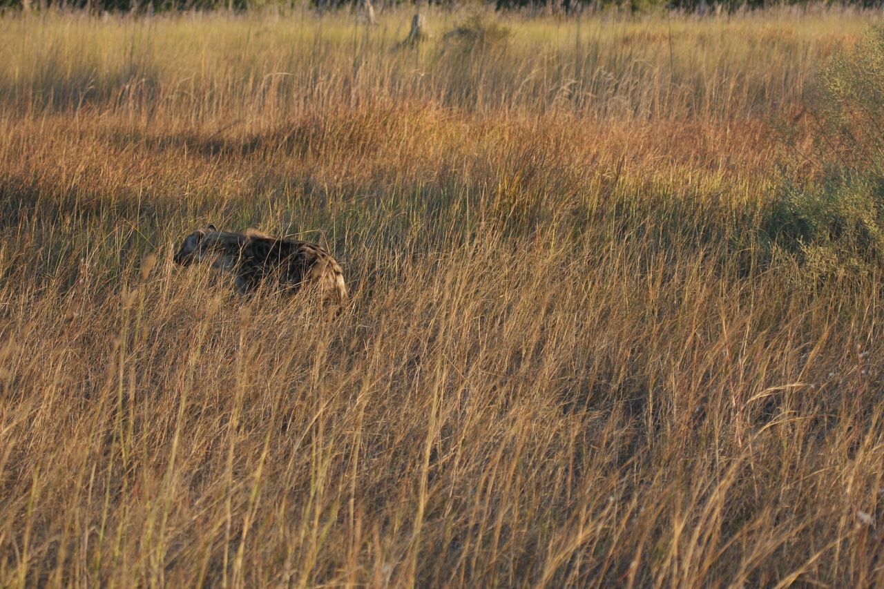 [21659] 2016_06_29_11_35_00_Africa_Canon_EOS_40D_IMG__10937.jpg