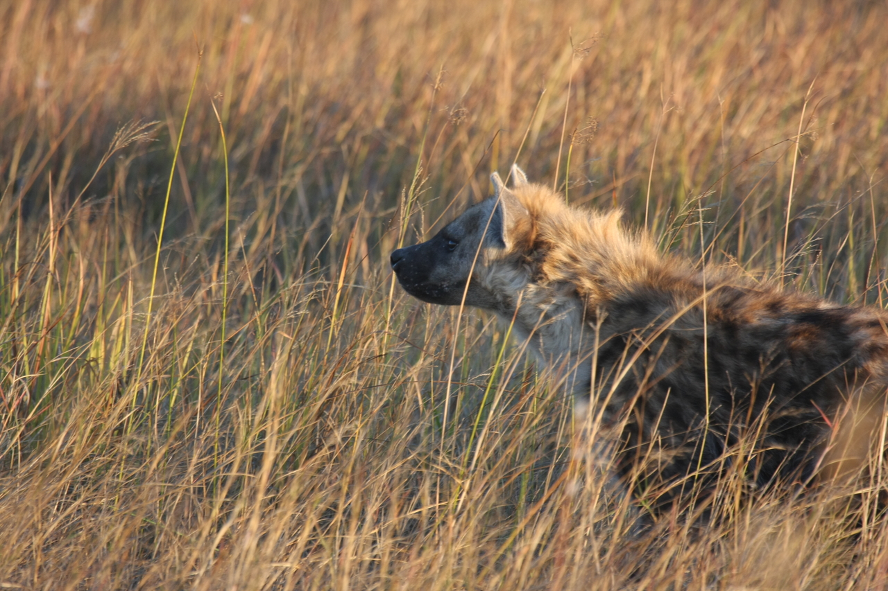 [21662] 2016_06_29_11_35_08_Africa_Canon_EOS_40D_IMG__00251.jpg
