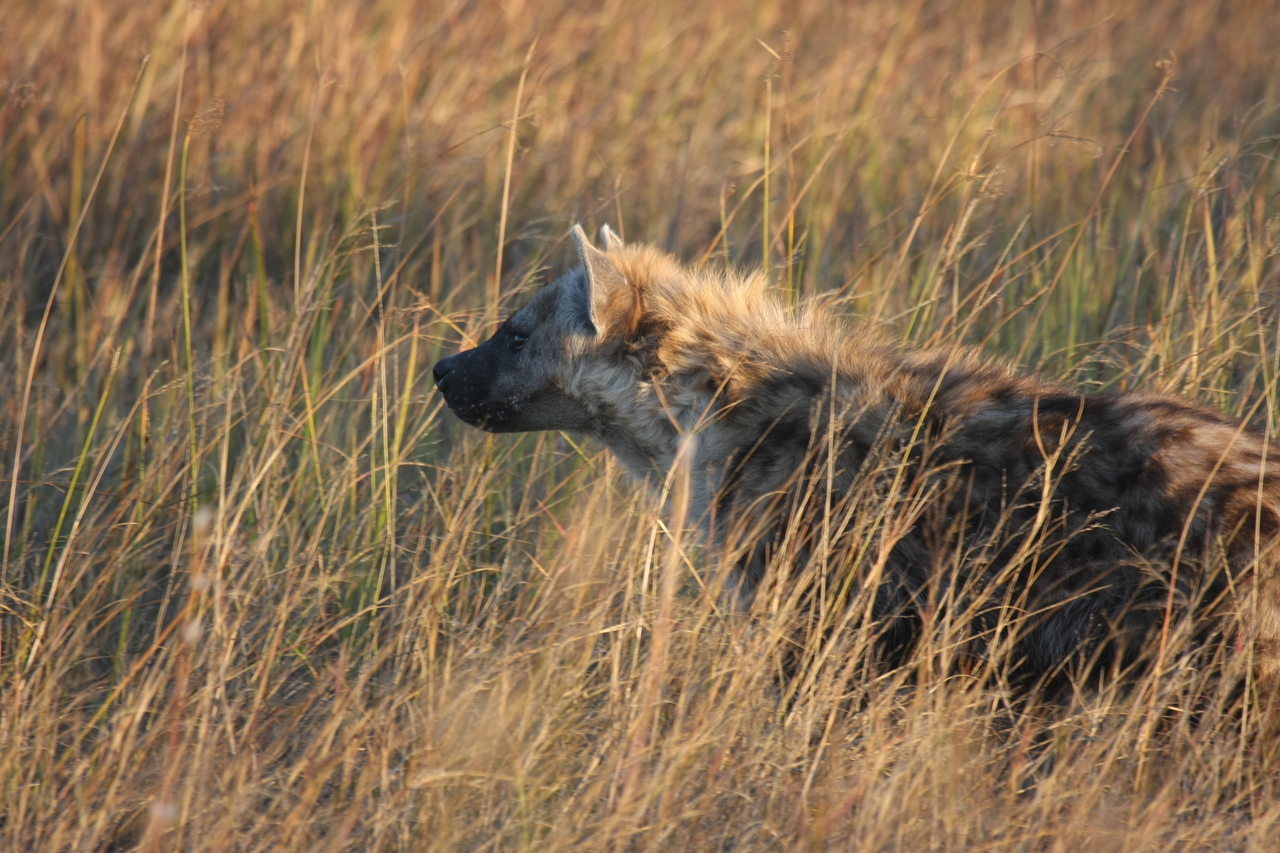 [21663] 2016_06_29_11_35_08_Africa_Canon_EOS_40D_IMG__03491.jpg
