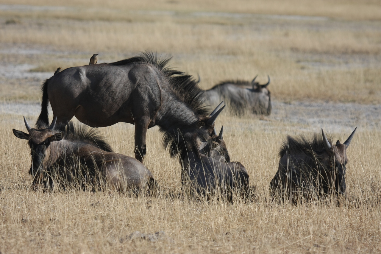 [23333] 2016_06_30_03_25_53_Africa_Canon_EOS_40D_IMG__03890.jpg