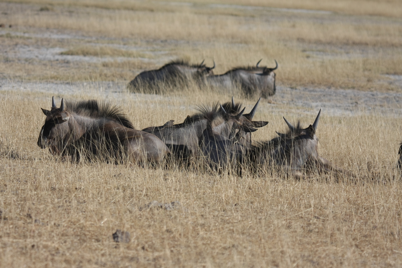 [23340] 2016_06_30_03_26_16_Africa_Canon_EOS_40D_IMG__03893.jpg