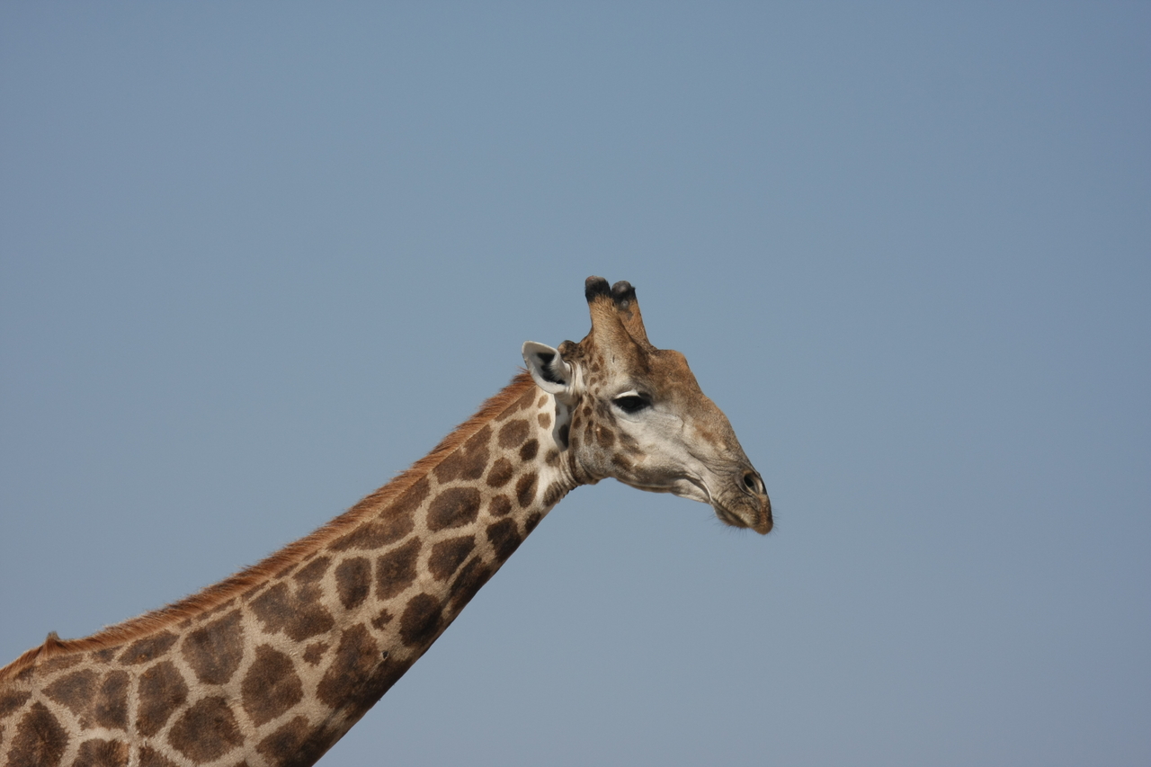 [23653] 2016_06_30_05_02_34_Africa_Canon_EOS_40D_IMG__00268.jpg