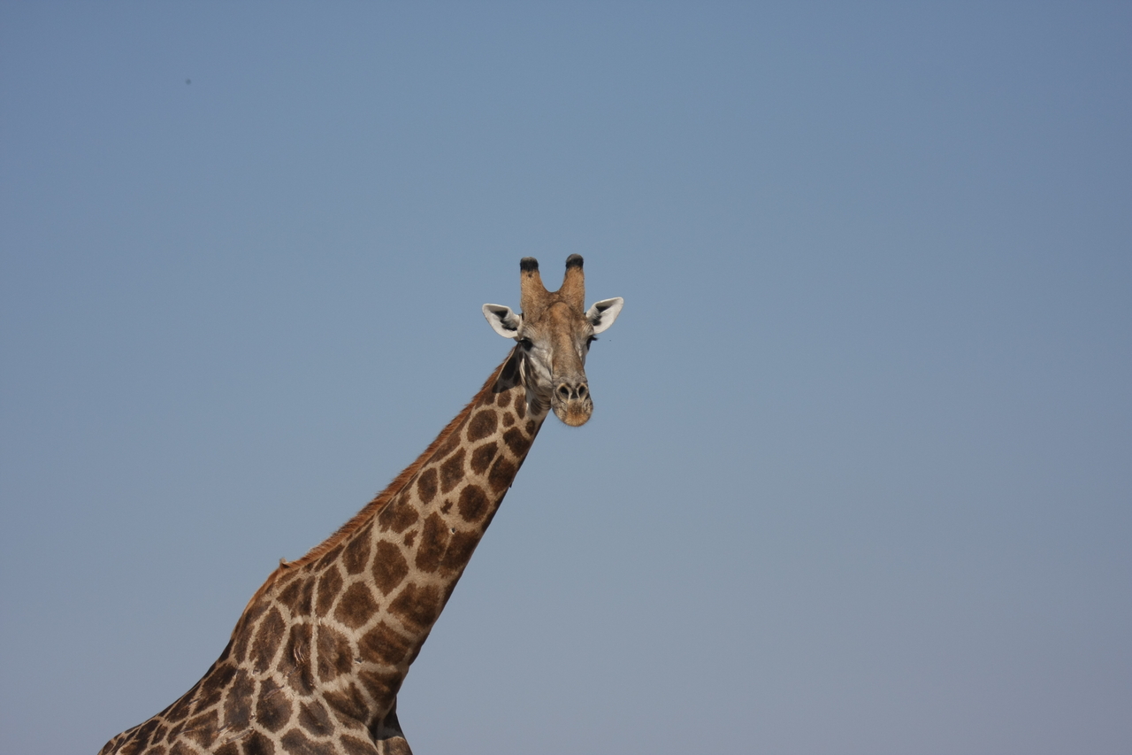 [23666] 2016_06_30_05_02_47_Africa_Canon_EOS_40D_IMG__03997.jpg