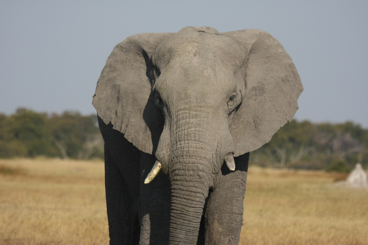 [24839] 2016_06_30_09_58_11_Africa_Canon_EOS_40D_IMG__04371.jpg