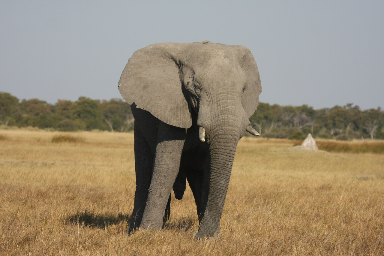 [24930] 2016_06_30_10_00_29_Africa_Canon_EOS_40D_IMG__11852.jpg