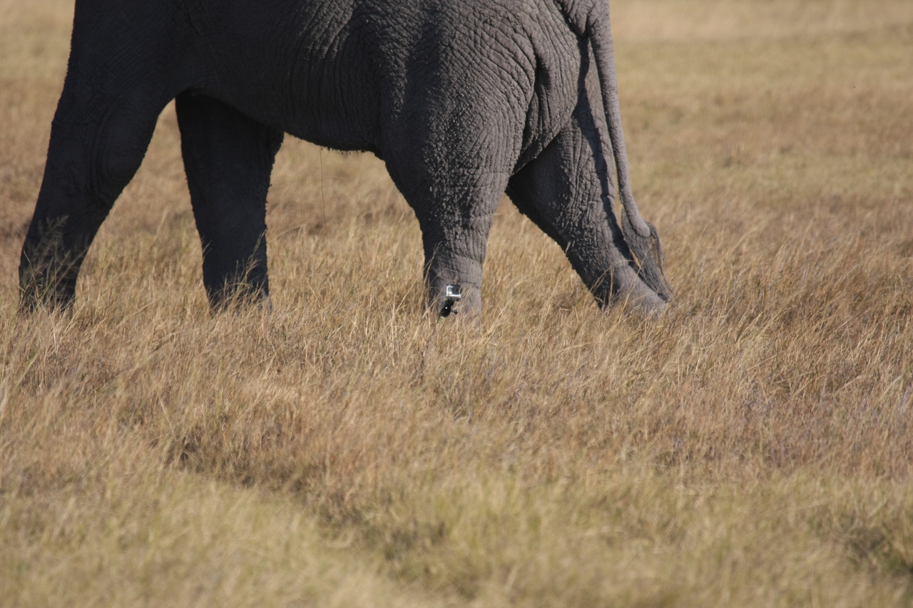 [25183] 2016_06_30_10_09_34_Africa_Canon_EOS_40D_IMG__00771.jpg