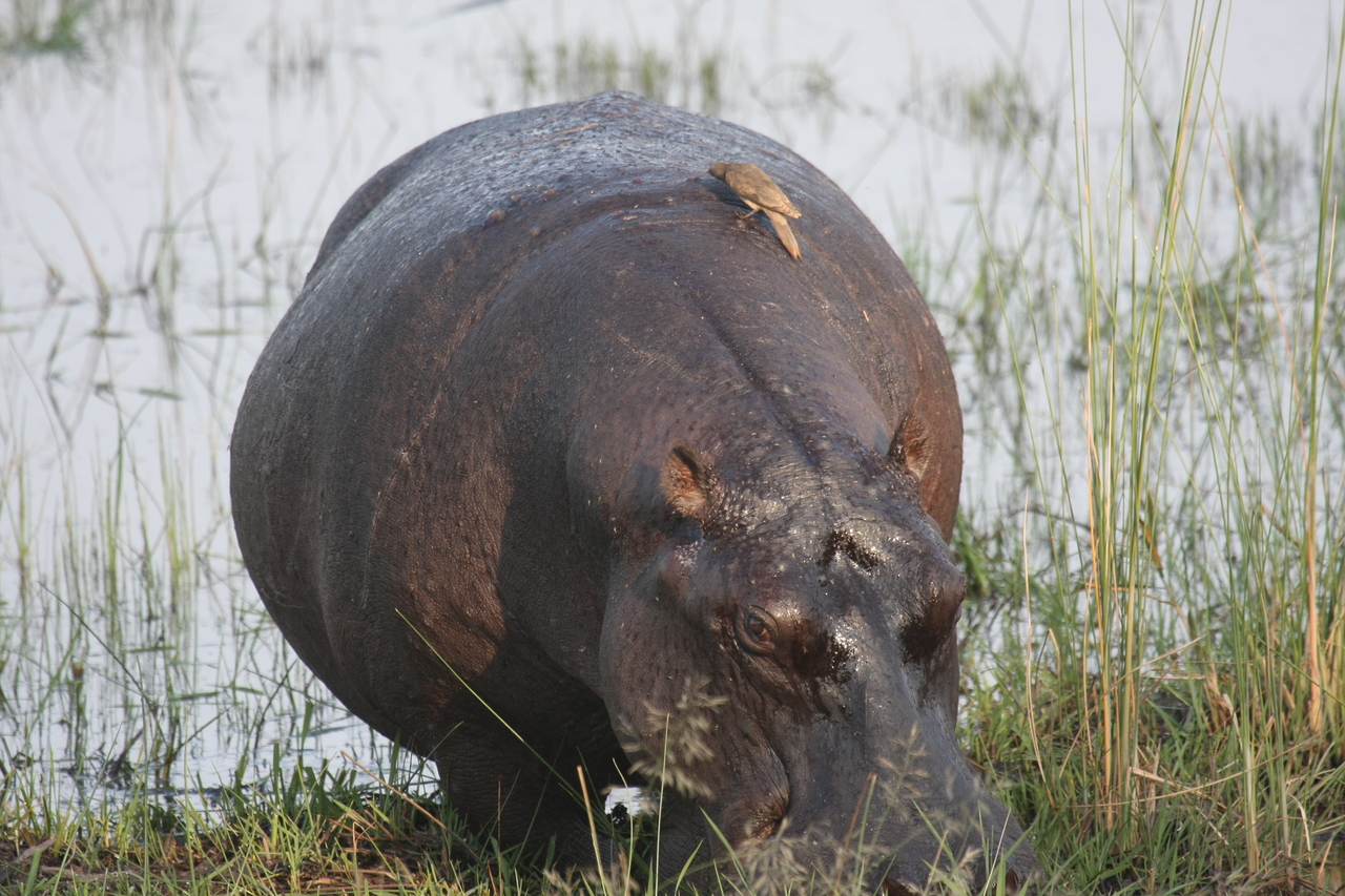 [27712] 2016_07_02_02_48_44_Africa_Canon_EOS_40D_IMG__12235.jpg