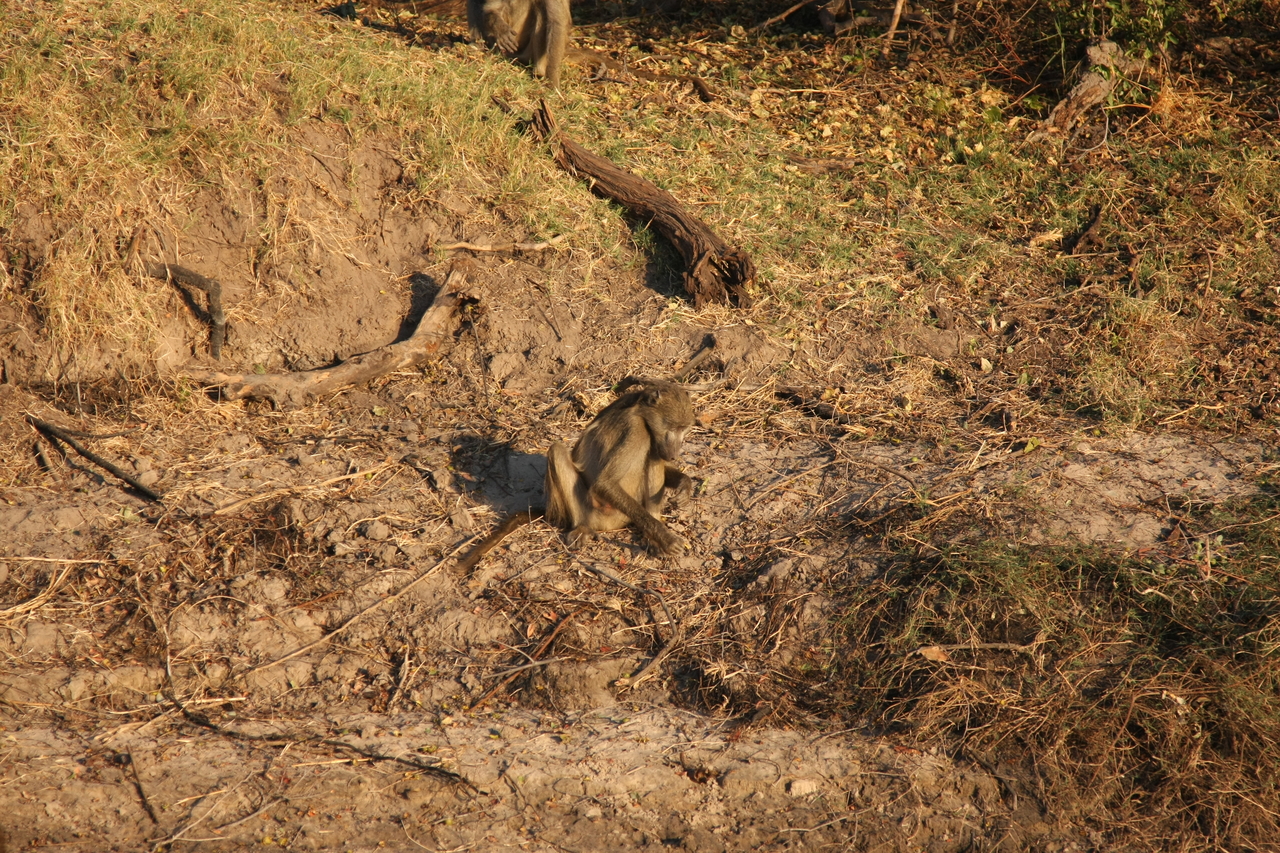 [33826] 2016_07_04_11_21_13_Africa_Canon_EOS_40D_IMG__05862.jpg