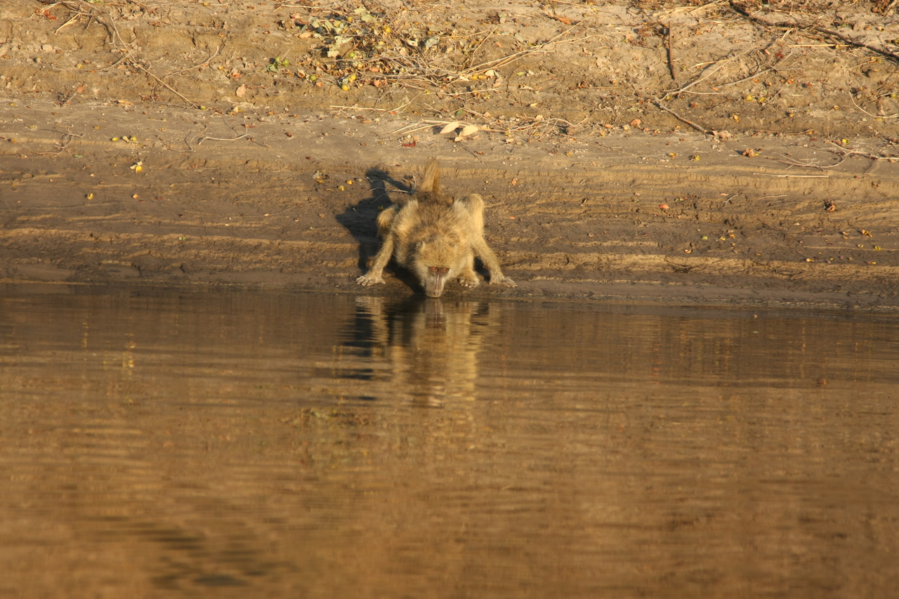 [33891] 2016_07_04_11_22_58_Africa_Canon_EOS_40D_IMG__05884.jpg