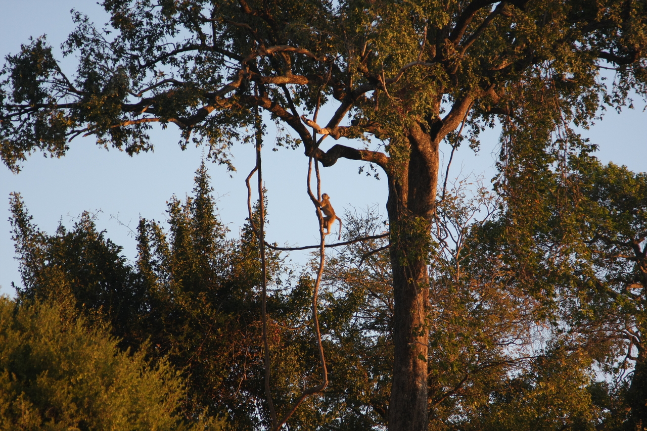 [34076] 2016_07_04_11_32_26_Africa_Canon_EOS_40D_IMG__05949.jpg