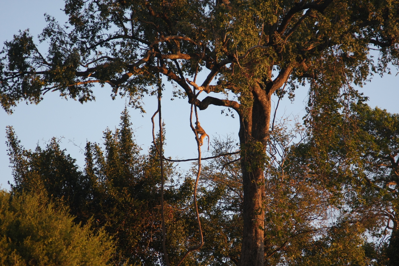 [34078] 2016_07_04_11_32_26_Africa_Canon_EOS_40D_IMG__05951.jpg