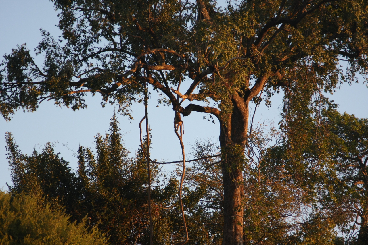 [34087] 2016_07_04_11_32_28_Africa_Canon_EOS_40D_IMG__13400.jpg
