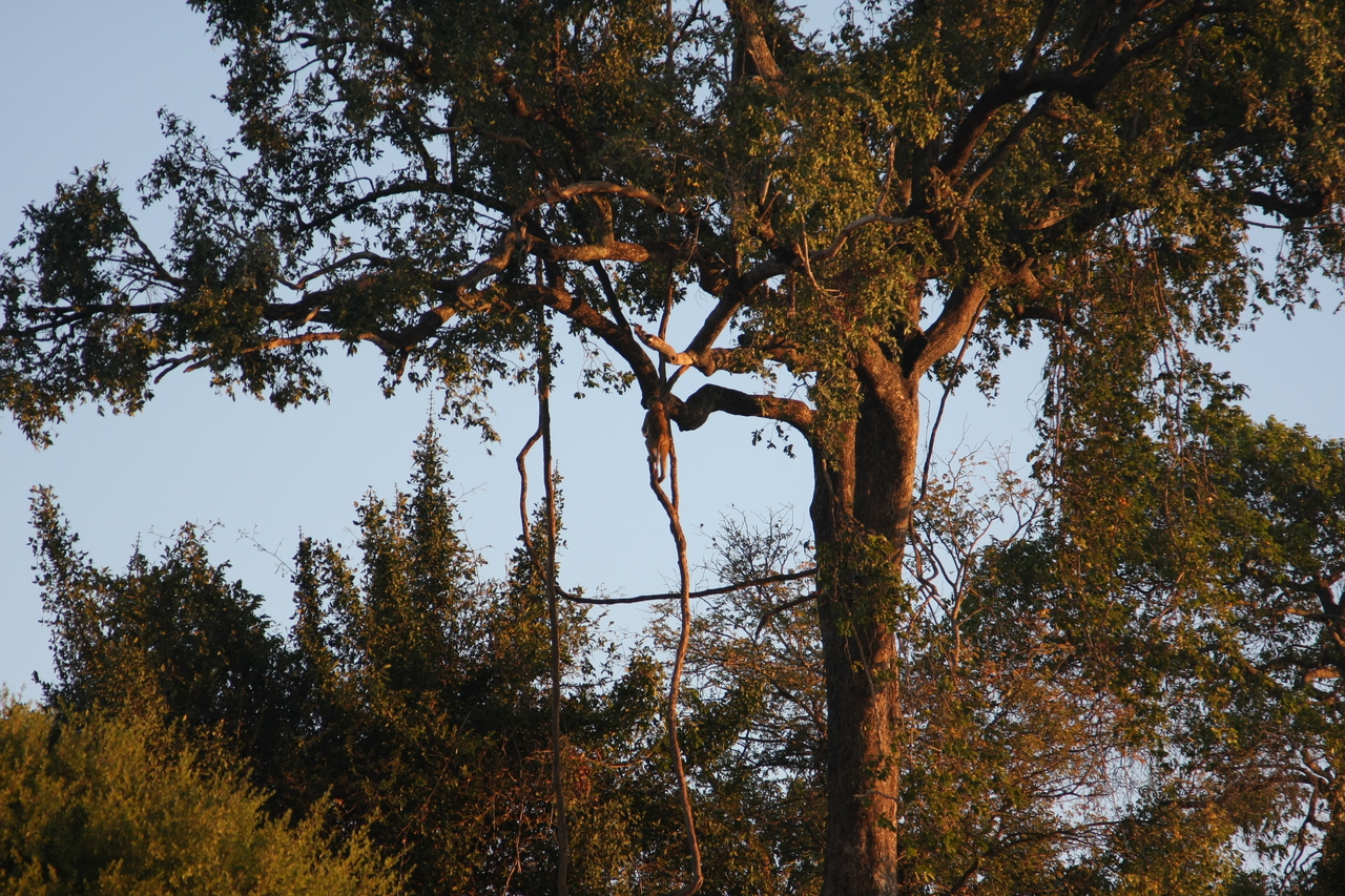 [34090] 2016_07_04_11_32_29_Africa_Canon_EOS_40D_IMG__13401.jpg