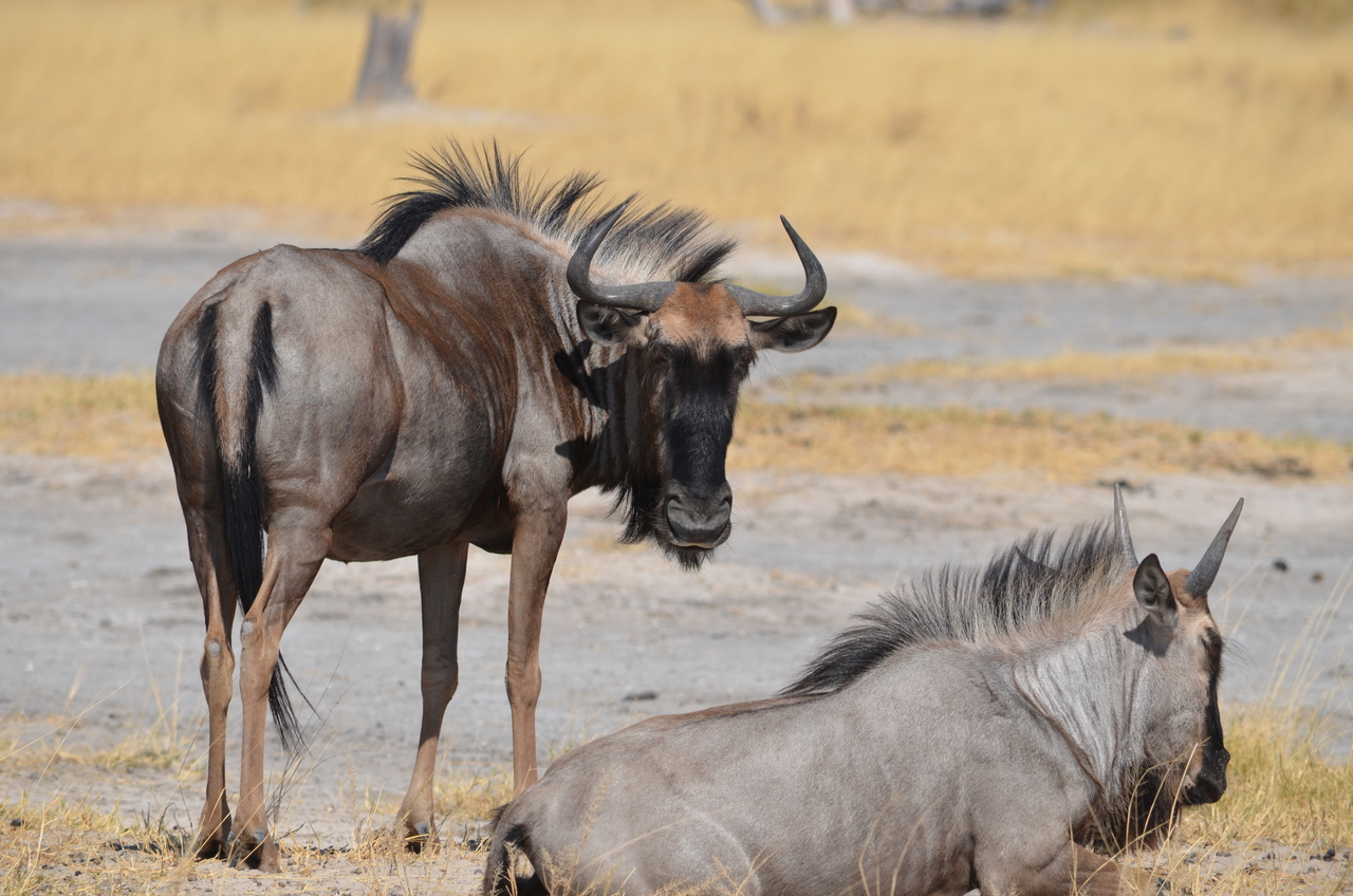 [23201] 2016_06_30_02_47_08_Africa_NIKON_D5100_IMG__00666.jpg