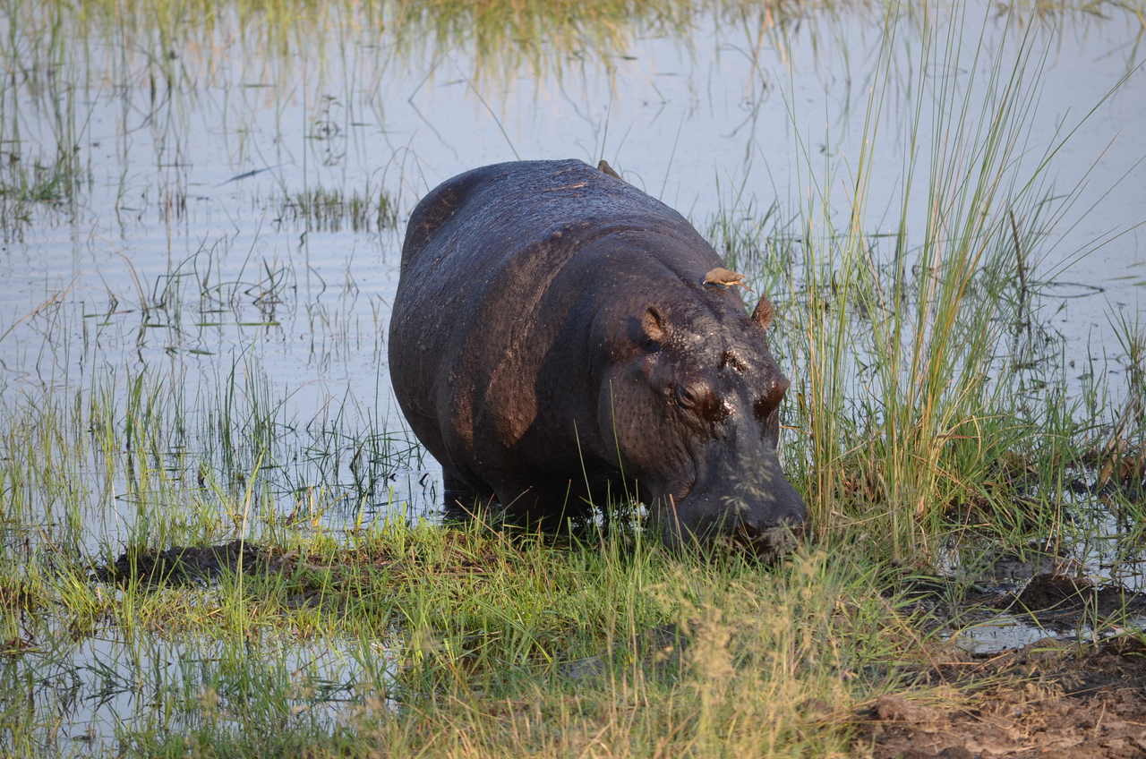 [27507] 2016_07_01_22_58_18_Africa_NIKON_D5100_IMG__05491.jpg