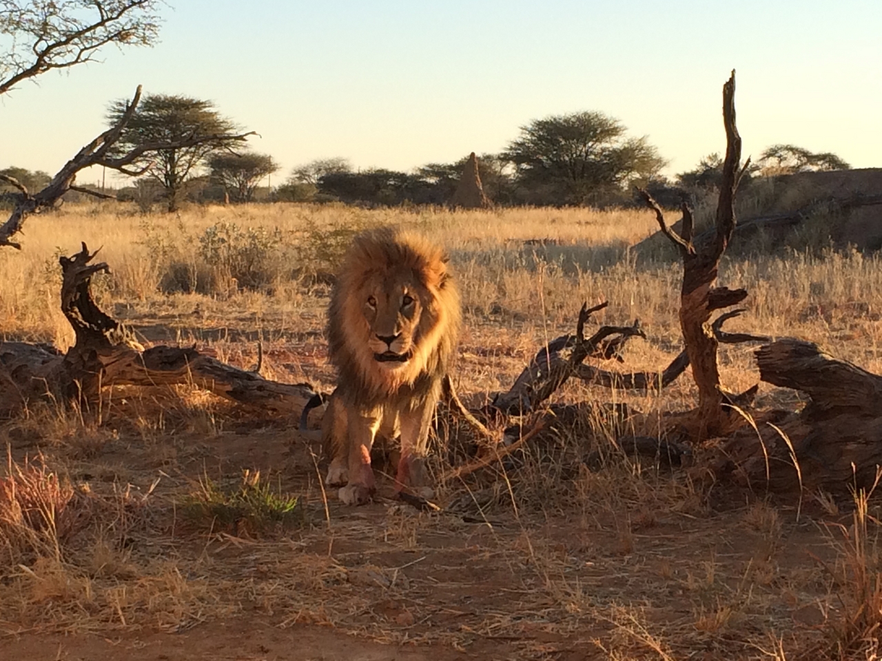 [8435] 2016_06_23_11_54_25_Africa_iPhone_5s_IMG_8239_06016.jpg