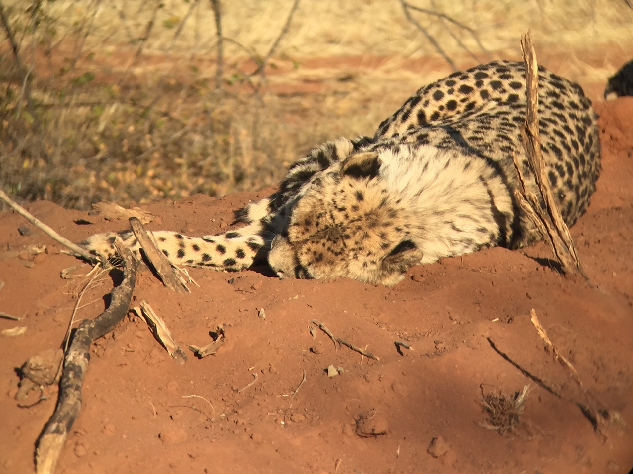 [9292] 2016_06_23_16_08_42_Africa_iPhone_6_IMG_7939_00521.jpg