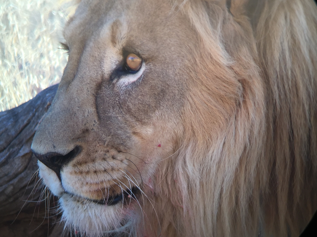 [9473] 2016_06_23_16_53_15_Africa_iPhone_6_IMG_8017_00599.jpg
