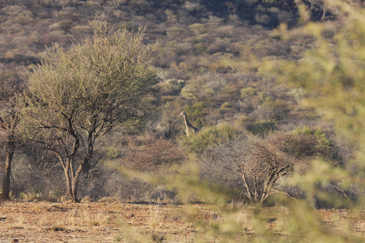 [513] 2016_06_22_02_09_04_Africa_Canon_EOS_40D_IMG__07467.jpg