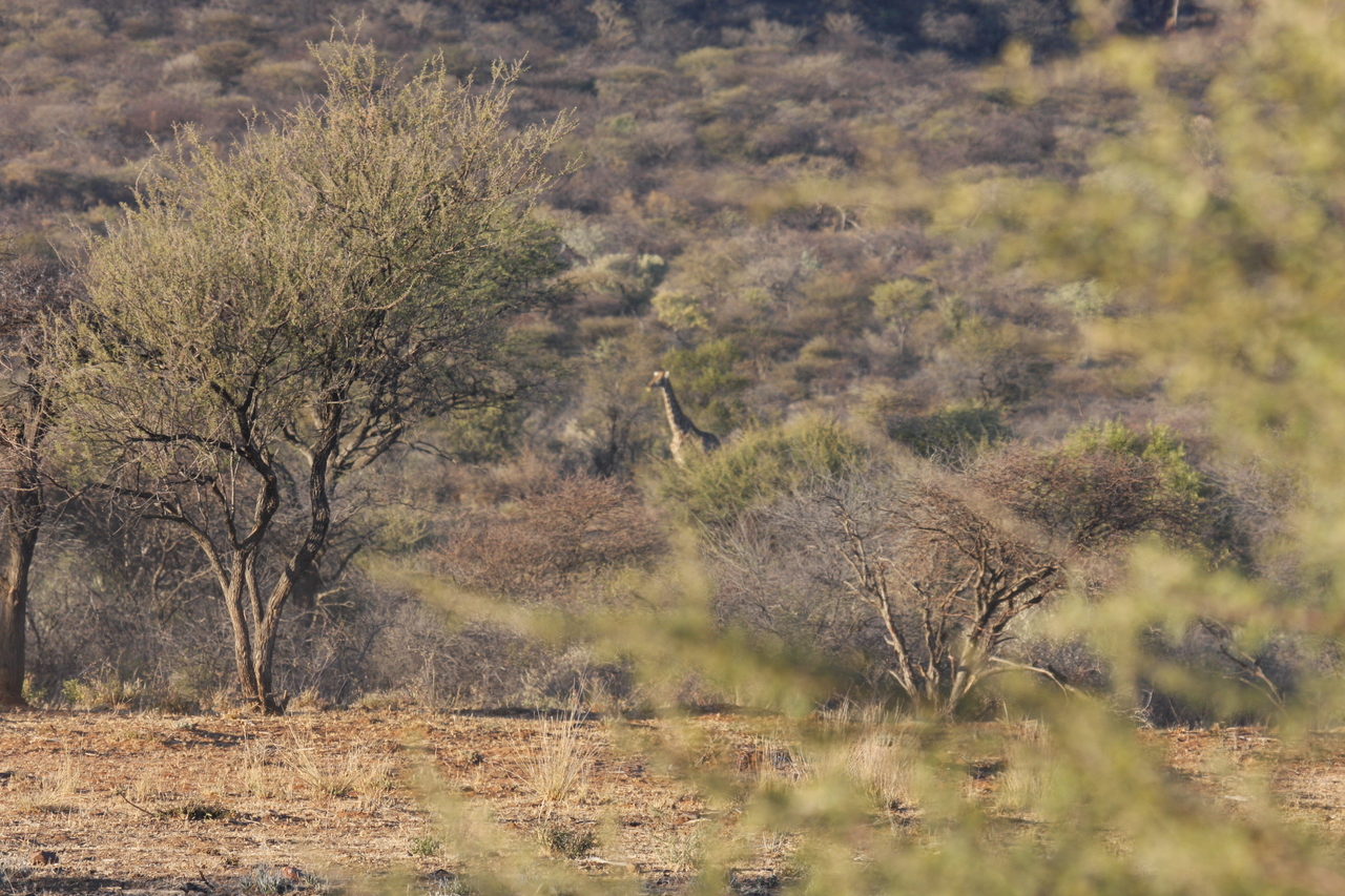 [516] 2016_06_22_02_09_11_Africa_Canon_EOS_40D_IMG__07468.jpg