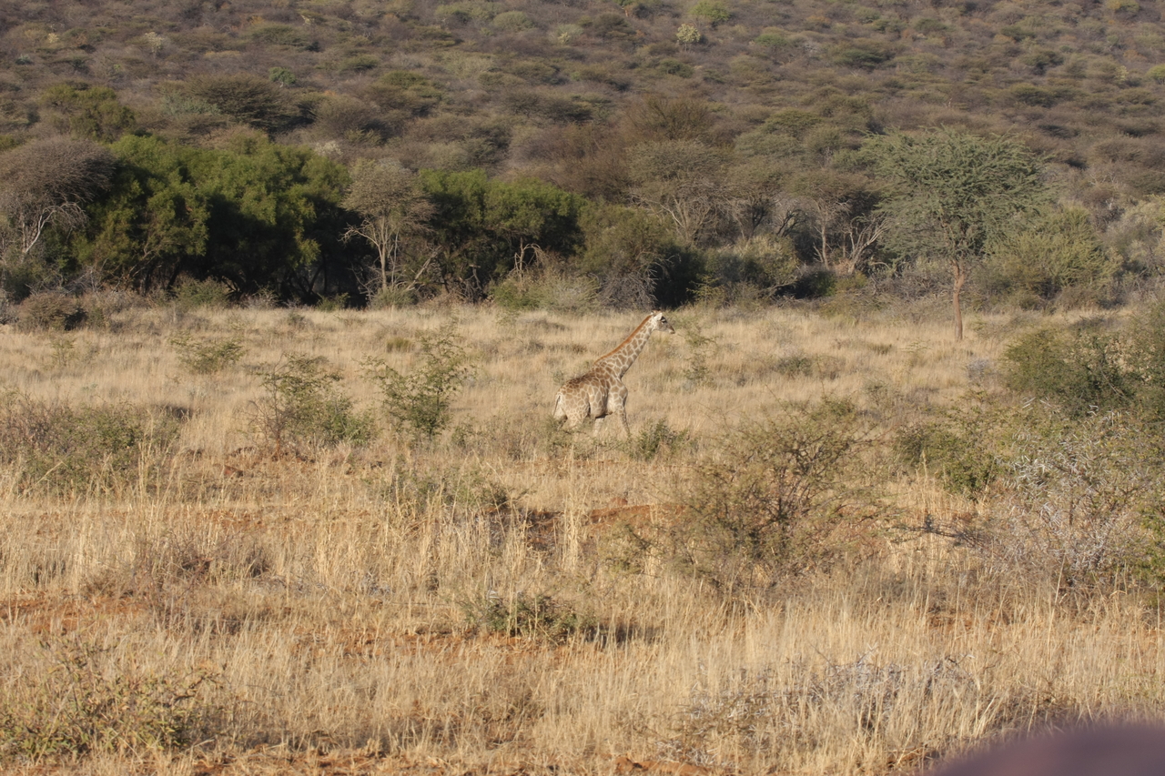 [528] 2016_06_22_02_14_17_Africa_Canon_EOS_40D_IMG__07472.jpg