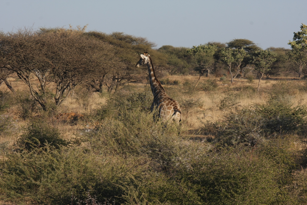 [536] 2016_06_22_02_14_40_Africa_Canon_EOS_40D_IMG__07474.jpg
