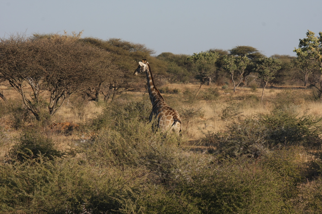 [539] 2016_06_22_02_14_41_Africa_Canon_EOS_40D_IMG__07475.jpg