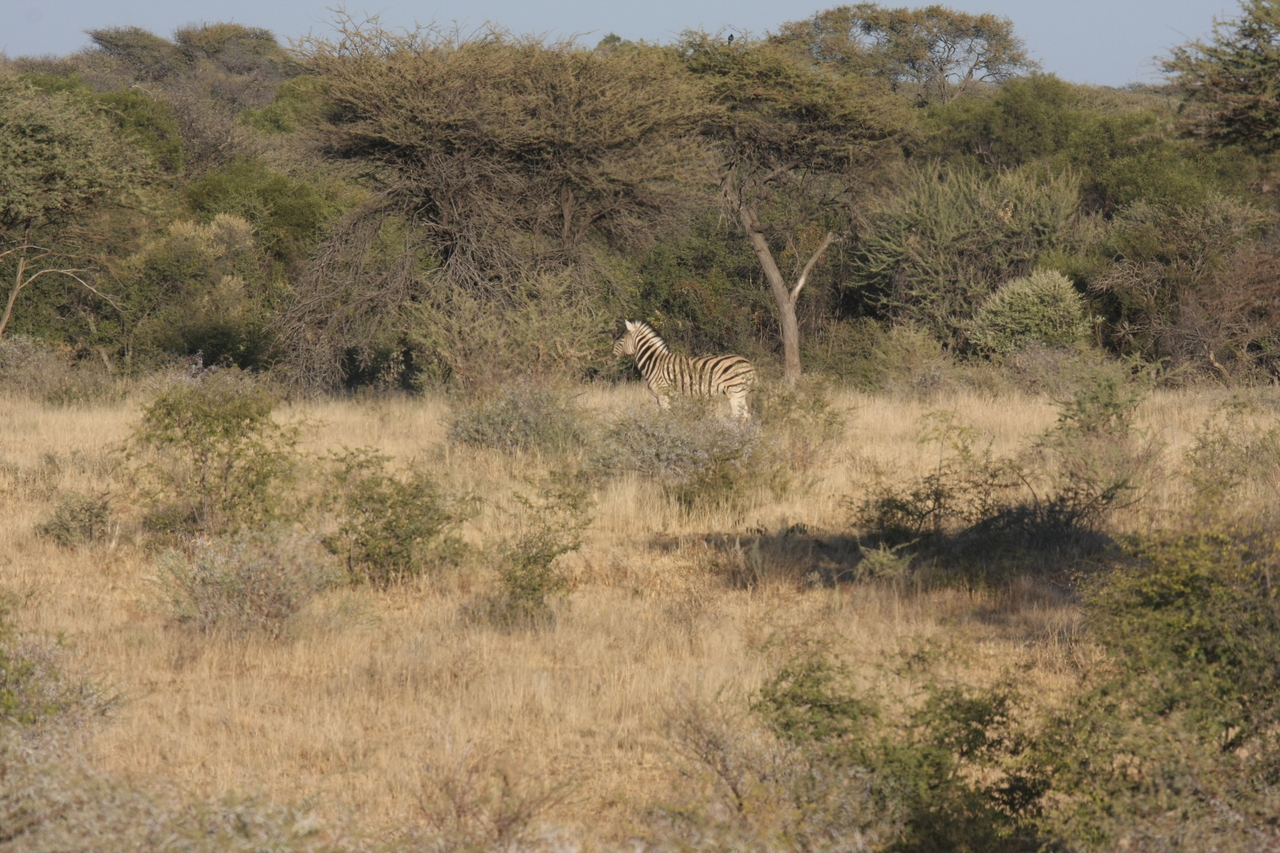 [545] 2016_06_22_02_15_05_Africa_Canon_EOS_40D_IMG__07477.jpg