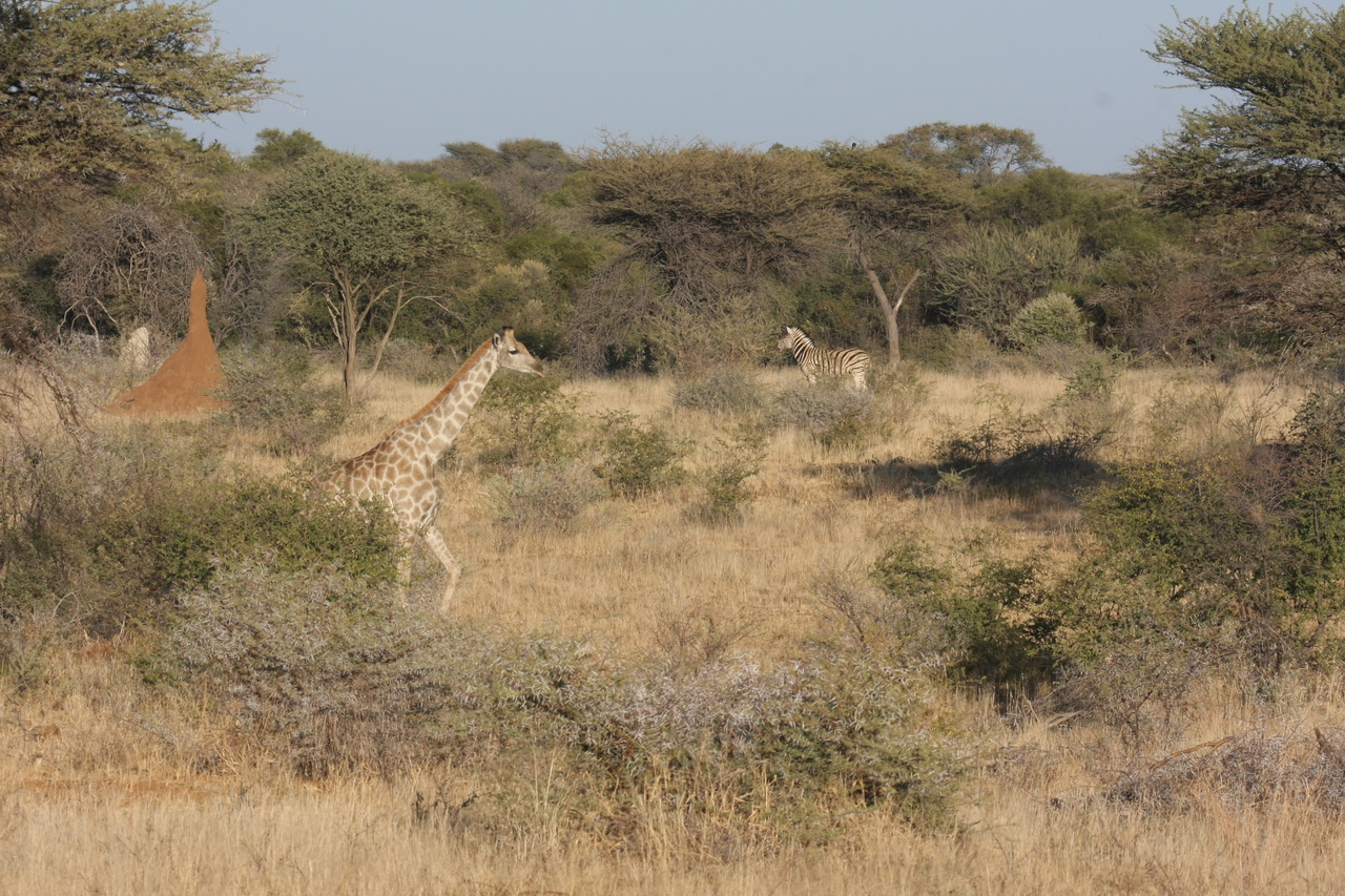 [551] 2016_06_22_02_15_24_Africa_Canon_EOS_40D_IMG__00032.jpg