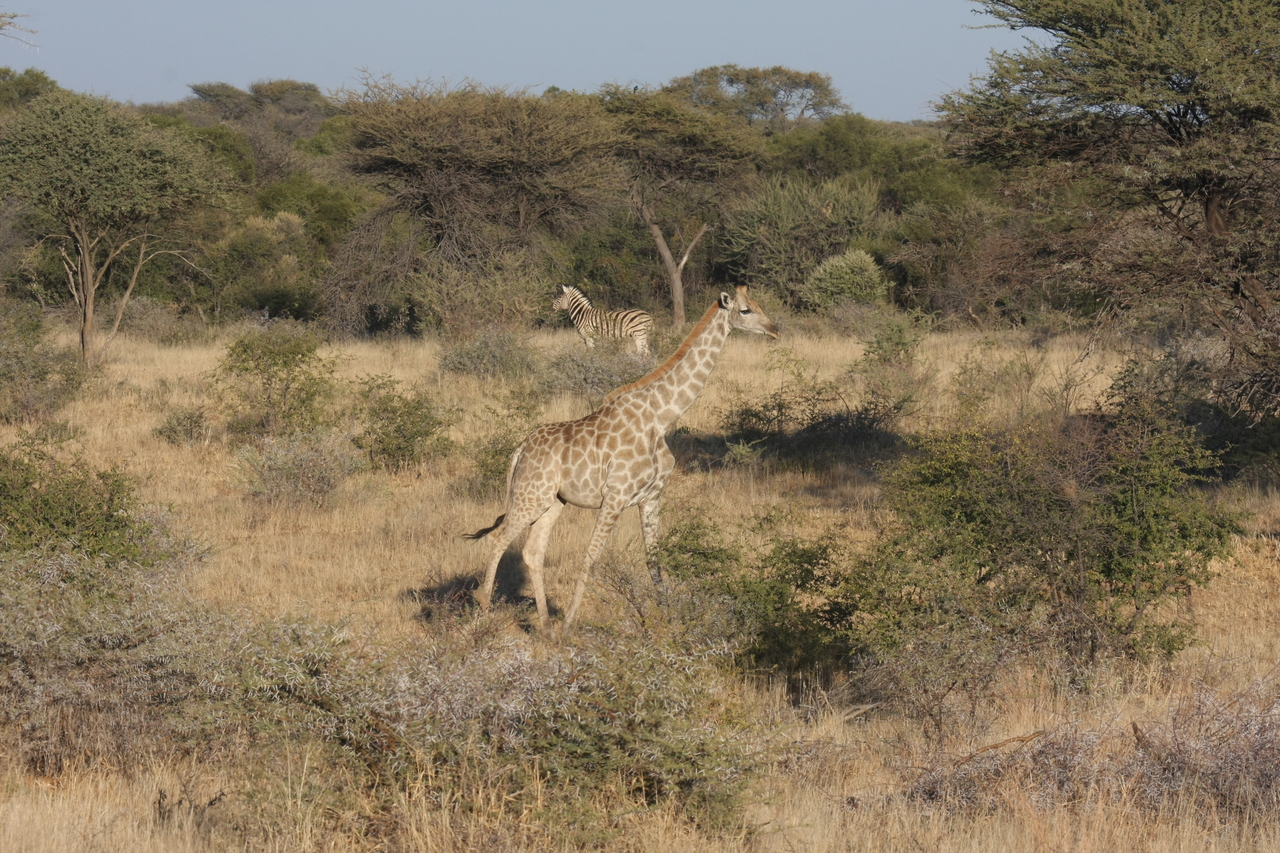 [561] 2016_06_22_02_15_28_Africa_Canon_EOS_40D_IMG__00017.jpg