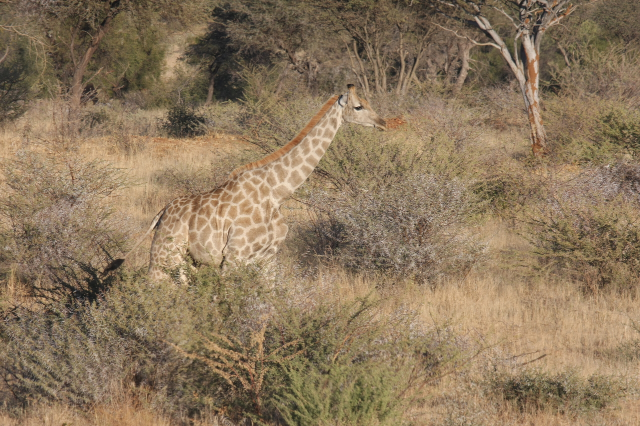 [577] 2016_06_22_02_15_42_Africa_Canon_EOS_40D_IMG__07487.jpg