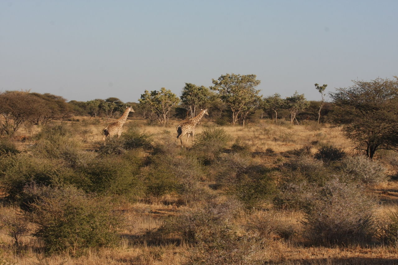 [592] 2016_06_22_02_16_26_Africa_Canon_EOS_40D_IMG__07492.jpg