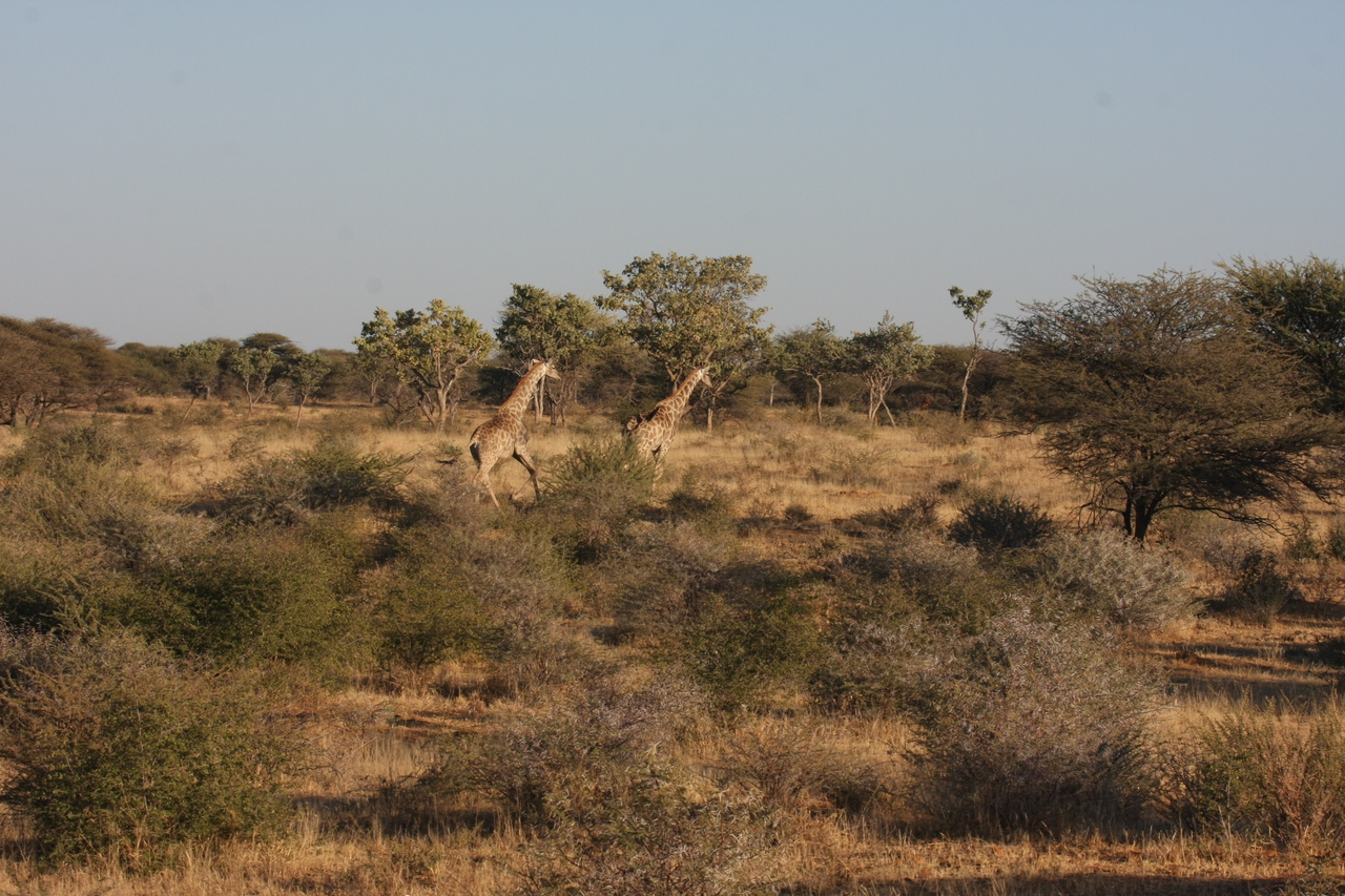 [593] 2016_06_22_02_16_27_Africa_Canon_EOS_40D_IMG__00027.jpg