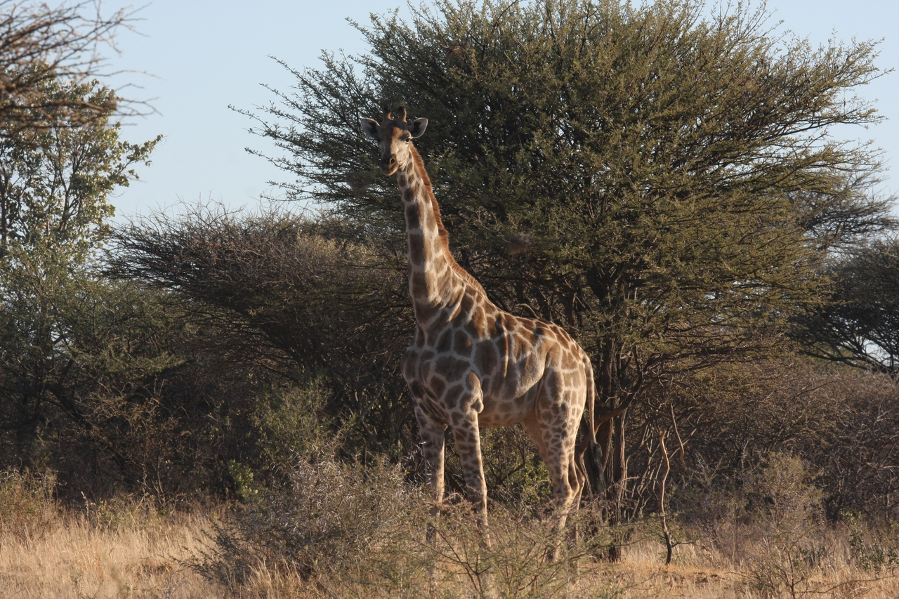 [626] 2016_06_22_02_17_52_Africa_Canon_EOS_40D_IMG__00038.jpg