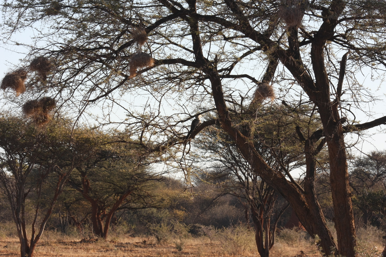 [640] 2016_06_22_02_23_06_Africa_Canon_EOS_40D_IMG__07506.jpg