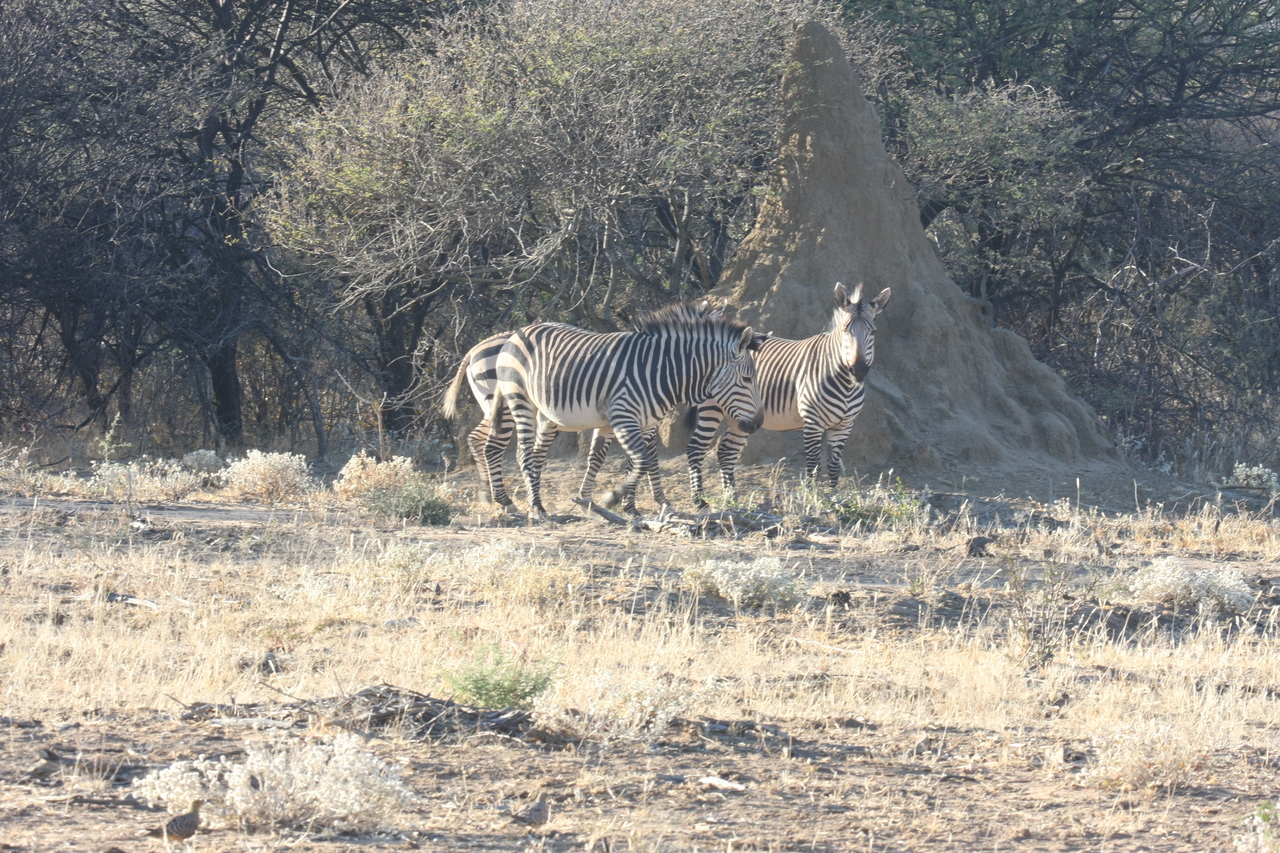[696] 2016_06_22_02_32_40_Africa_Canon_EOS_40D_IMG__07518.jpg
