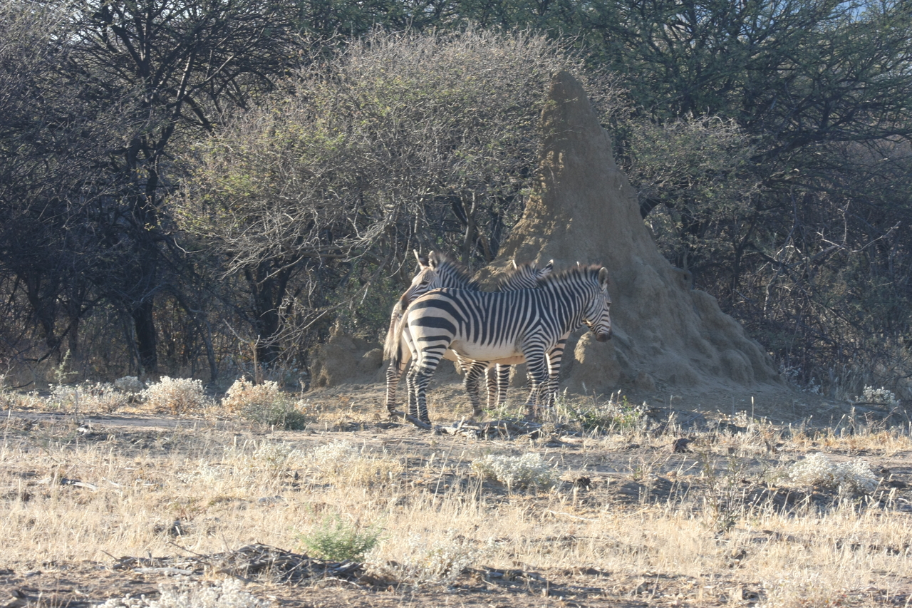 [702] 2016_06_22_02_32_43_Africa_Canon_EOS_40D_IMG__07520.jpg
