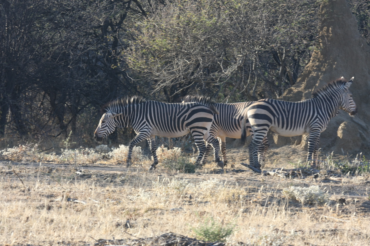 [709] 2016_06_22_02_32_50_Africa_Canon_EOS_40D_IMG__07523.jpg