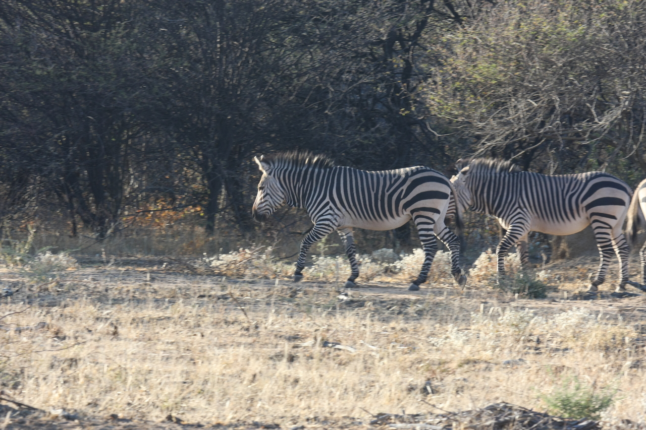 [712] 2016_06_22_02_32_51_Africa_Canon_EOS_40D_IMG__07524.jpg