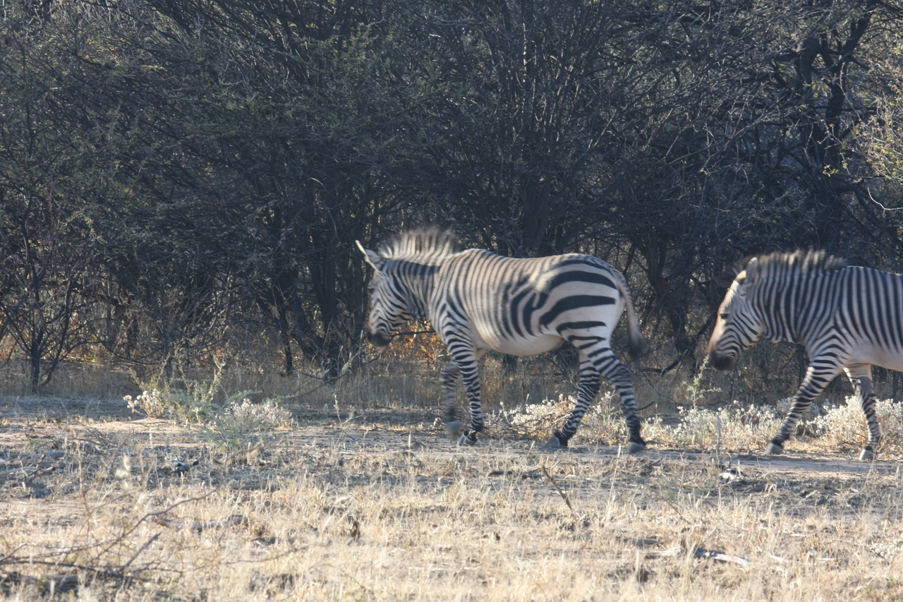 [717] 2016_06_22_02_32_53_Africa_Canon_EOS_40D_IMG__00079.jpg