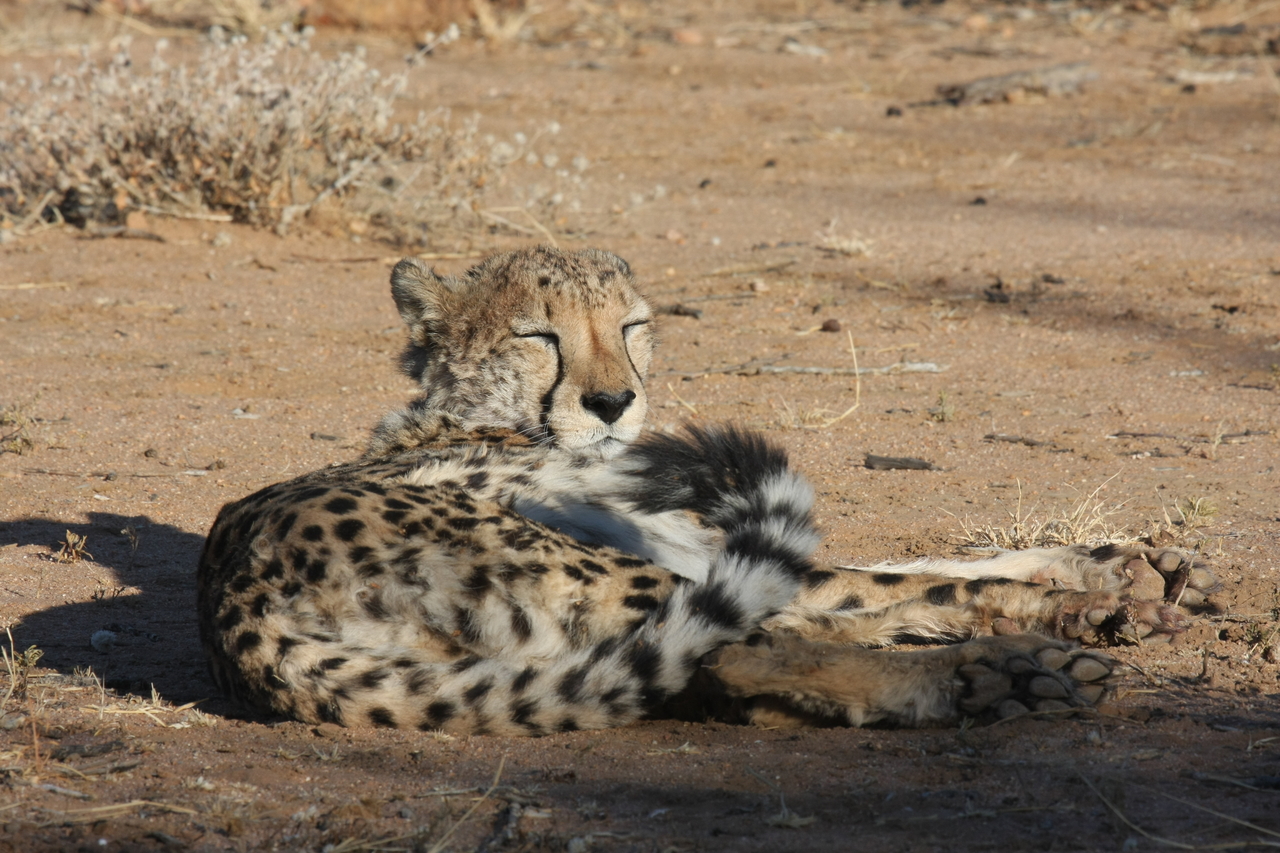 [784] 2016_06_22_02_45_54_Africa_Canon_EOS_40D_IMG__00101.jpg