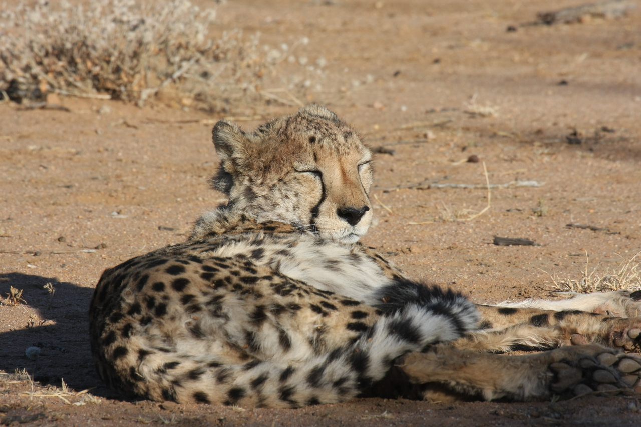 [799] 2016_06_22_02_46_01_Africa_Canon_EOS_40D_IMG__00106.jpg