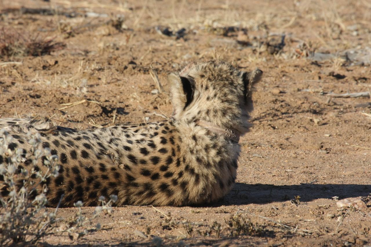 [897] 2016_06_22_02_48_09_Africa_Canon_EOS_40D_IMG__00139.jpg