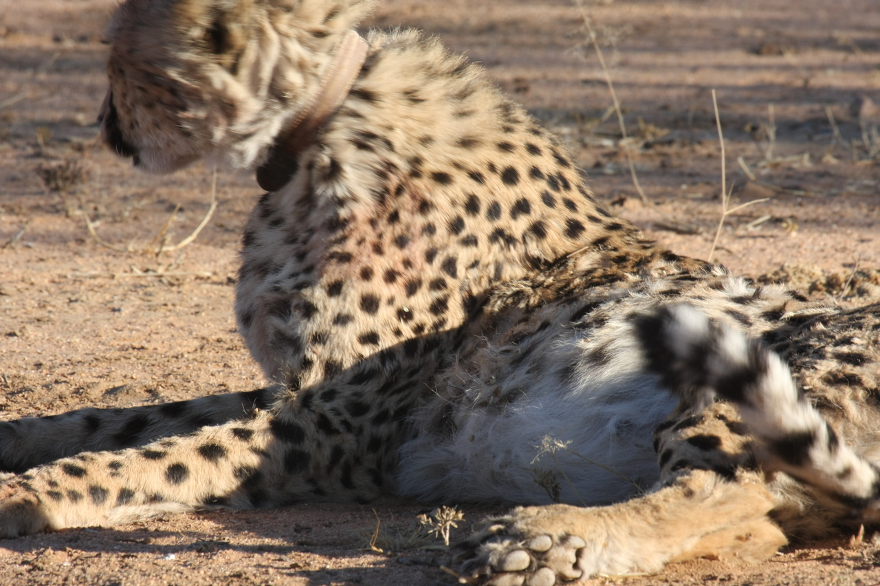 [981] 2016_06_22_02_50_11_Africa_Canon_EOS_40D_IMG__00163.jpg