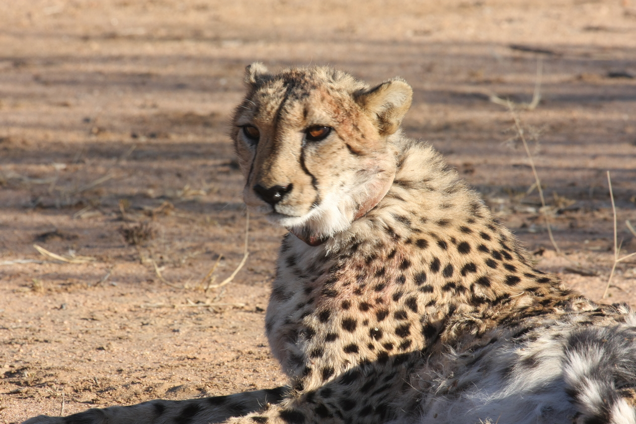 [990] 2016_06_22_02_50_15_Africa_Canon_EOS_40D_IMG__07612.jpg