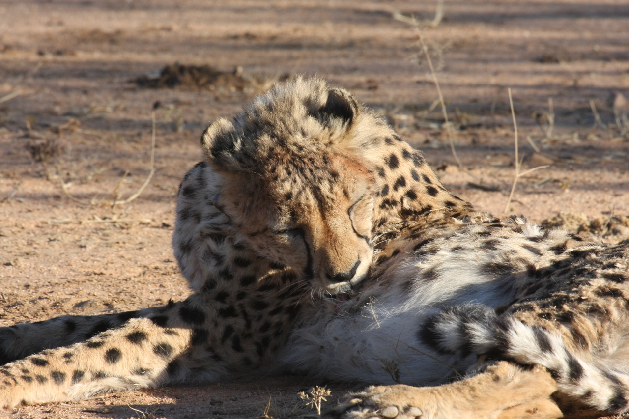 [1012] 2016_06_22_02_50_53_Africa_Canon_EOS_40D_IMG__07620.jpg