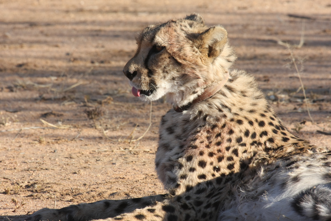 [1021] 2016_06_22_02_51_02_Africa_Canon_EOS_40D_IMG__07623.jpg