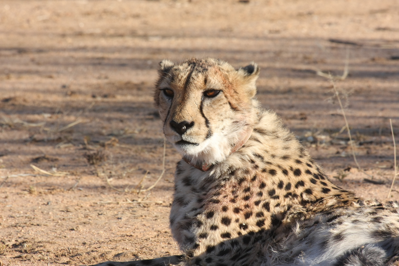 [1026] 2016_06_22_02_51_03_Africa_Canon_EOS_40D_IMG__00178.jpg